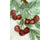 Vintage Rosenthal Porcelain Monbijou Bavaria Candy Dish Hand Painted Cherries - Poppy's Vintage Clothing